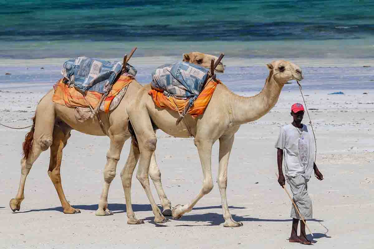 Diani Beach Picnic Sites in Kenya