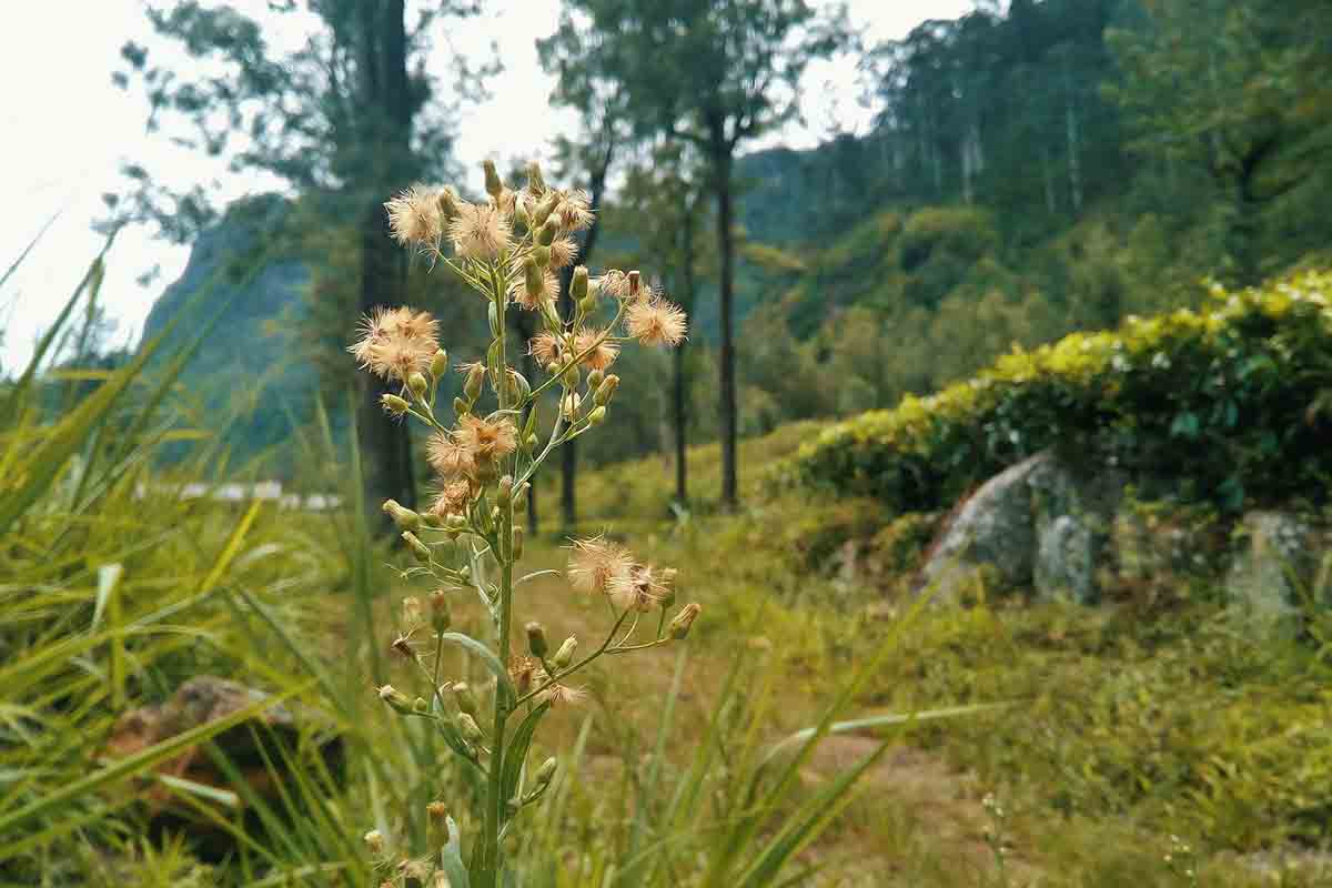 Evergreen Park kenya