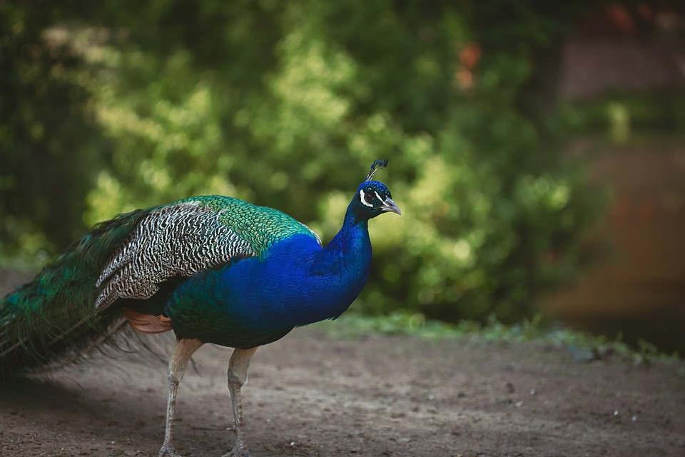 Smriti Van Jaipur- peacock